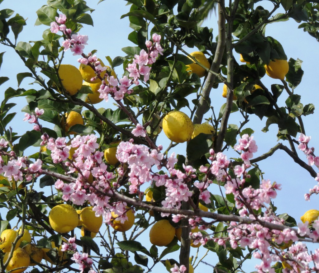 Vackra fruktträd i blom i Cascais igår