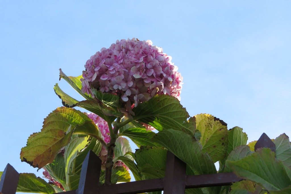 Hortensia