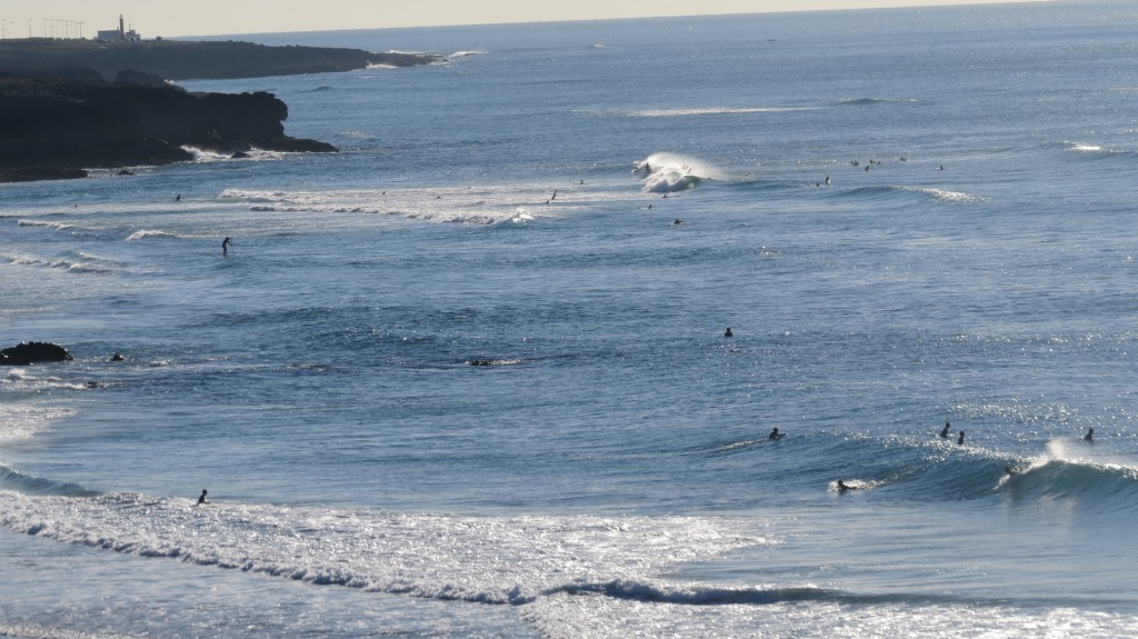 Guincho delfiner 2014 035