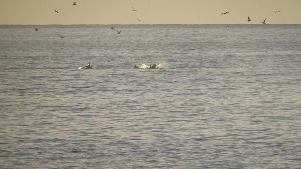 Guincho delfiner 2014 076