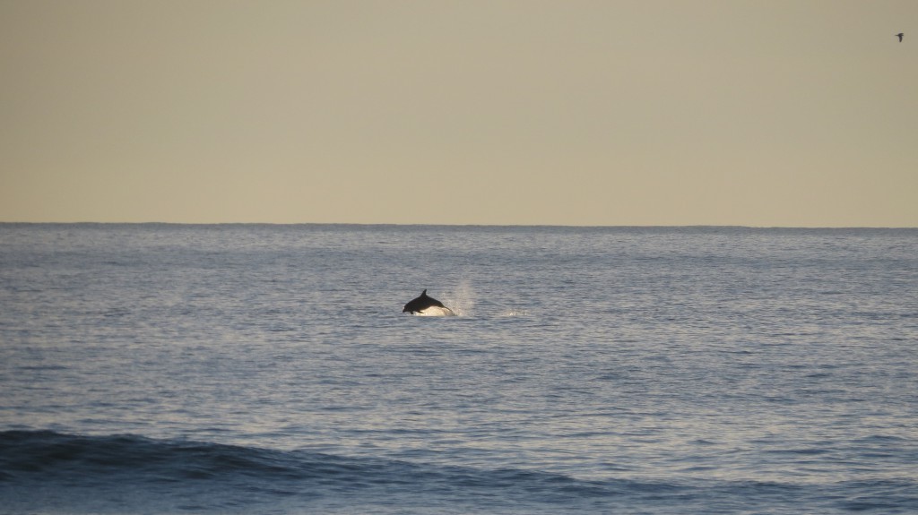Guincho delfiner 2014 080