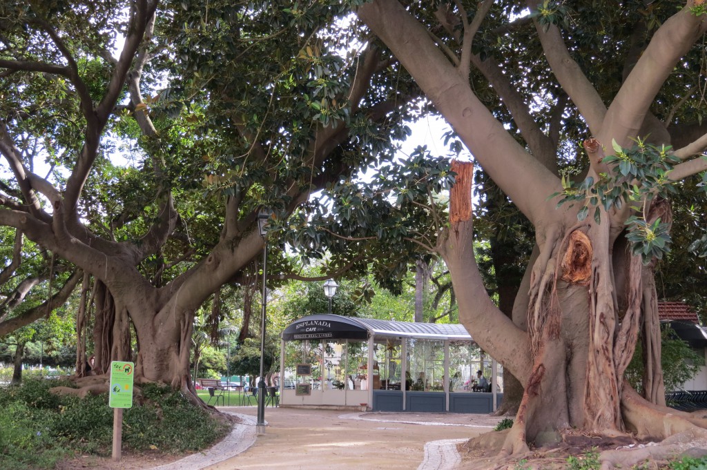 Café/Restaurang i ett orangeri under gigantiska träd i en vacker park. Oas!