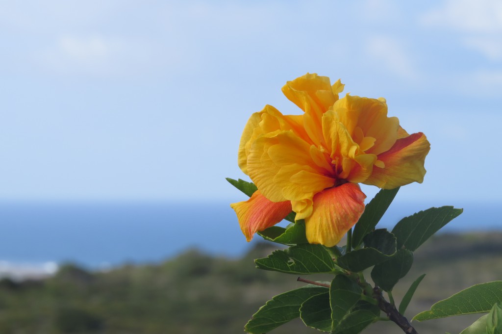 Två stora buskar med gul hibiscus!