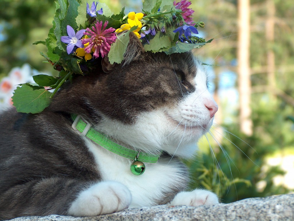 Saknar Frasse svensk midsommar?