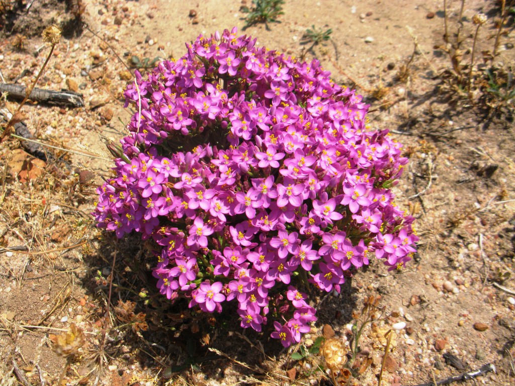 Midsommar och Portugal sommar 2013 260