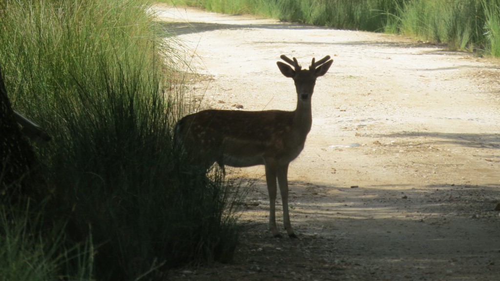 Mafra juni 2015 068