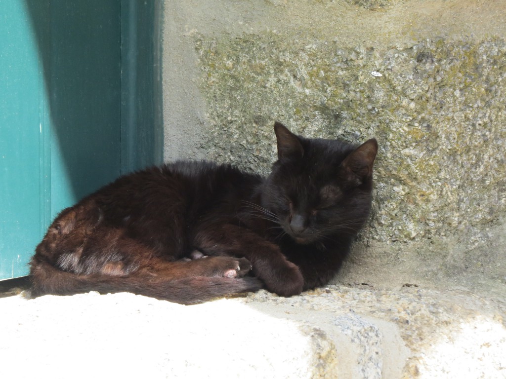 Ingen portugisisk by utan gamlingar och katter !