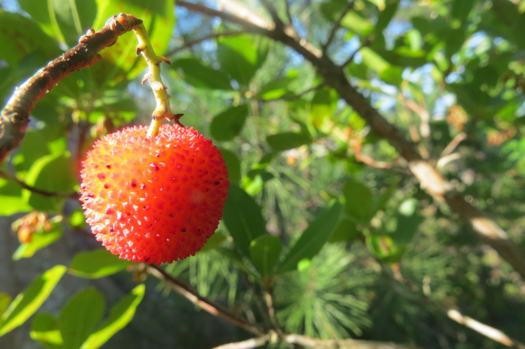 Färska bilder på fina medronhos. 