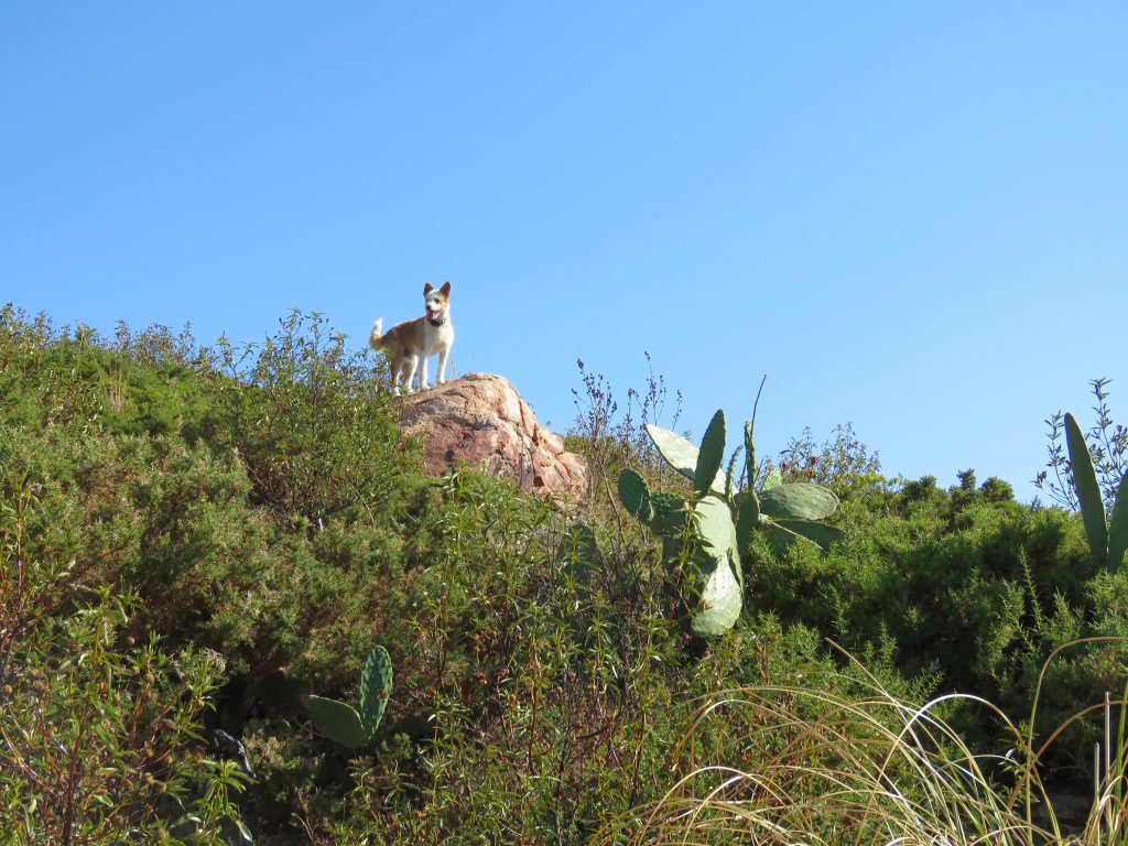 hund-och-praia-p-augusti-2016-001