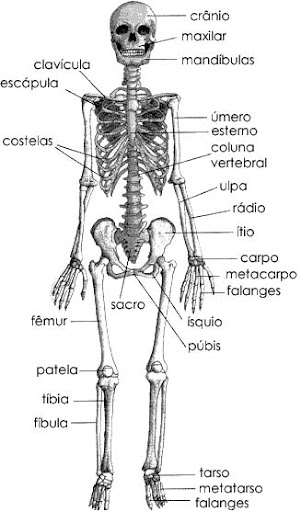 atividades-corpo-humano-membros-orgaos-sentidos-esqueleto-ossos-sangue-veia-arterias-circulacao-digestao-respiracao-247