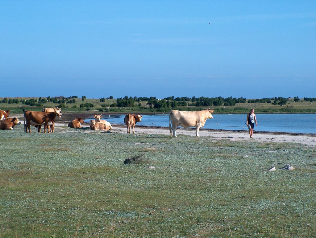 Vi åkte runt och campade på Gotland någon vecka varje sommar i många år. 